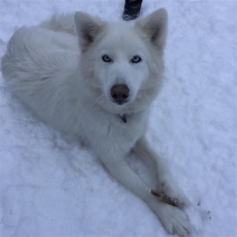 Perro Blanco Tendido En La Nieve Foto Premium