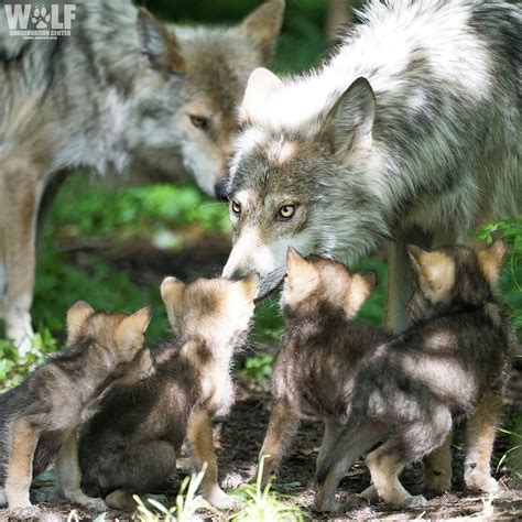 Wolf Conservation Center On Twitter Did You Know That Wolves Only