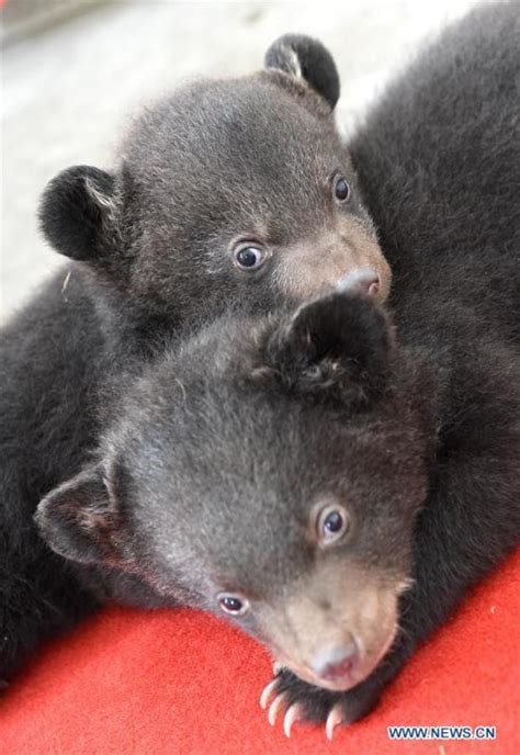 Cute Bear Cub Twins Become Stars Of Zoo Cn