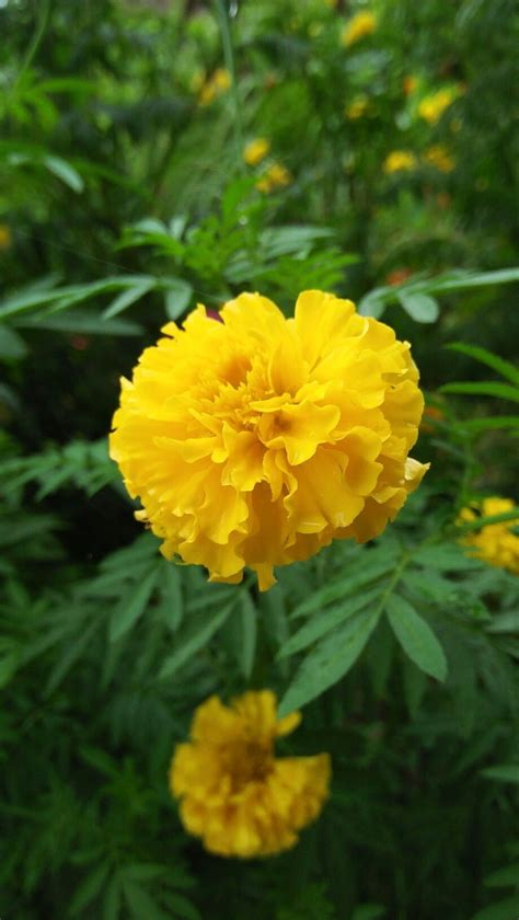 Pin De Tara Hakari Em Cosmo Zinnia Marigold