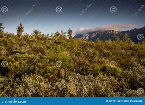 Farm In The Karoo With Old Rural Houses And The Swartberg Mountains In