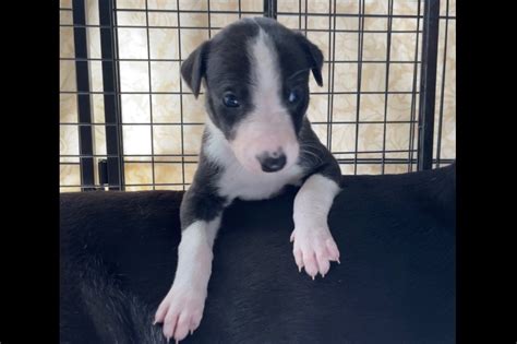 Greyhound Puppies For Sale