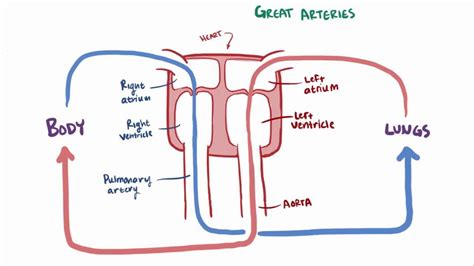 Interventricular Septum: What Is It, Location, and More | Osmosis