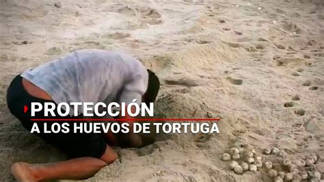 Ejército de ciudadanos protegen nidos de tortuga marinas de traficantes