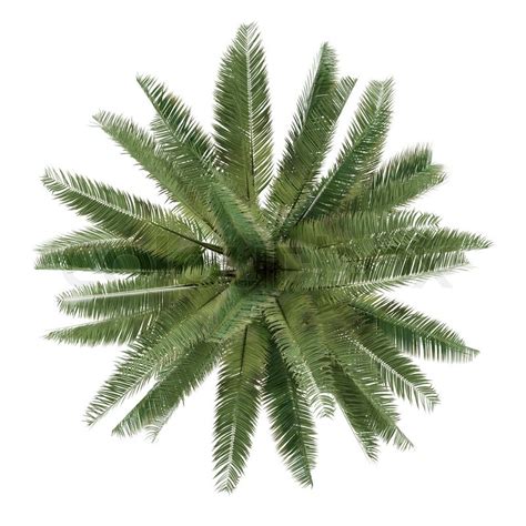 Palm tree isolated. Jubaea chilensis ... | Stock image | Colourbox