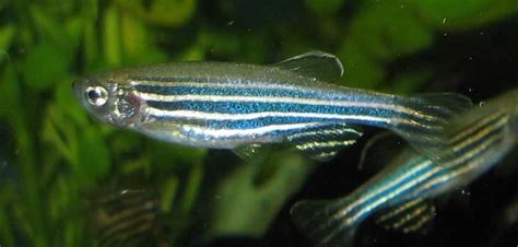 Paulistinha Auto Peças Anápolis - Danio rerio (zebrafish ou paulistinha) | Download Scientific Diagram