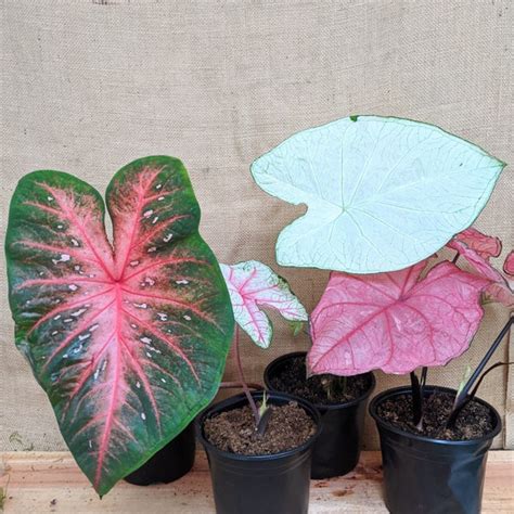 Caladium Bulbs - Etsy