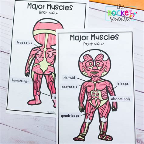 Muscular System For Grade 6