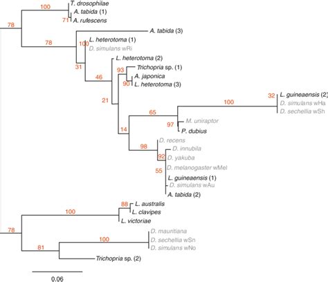 Phylogenetic Tree Of Wolbachia Reconstructed By Maximum Likelihood