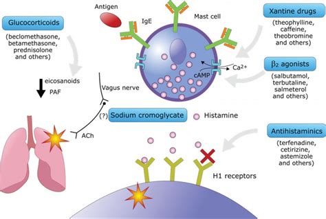 Allergy And The Most Useful Drugs To Cure It Pediatric Pulmonologists