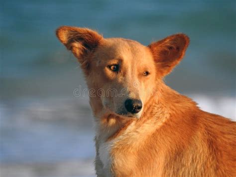 Un Cane Randagio Sulla Spiaggia Un Ritratto Di Cane Domestico Sulla