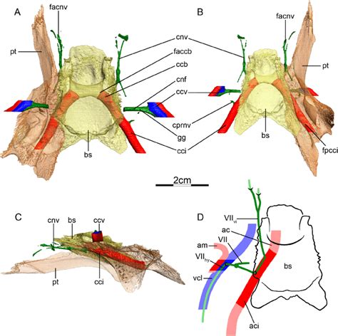 The Carotid Circulation And Vidian Canal System Of Carettochelys