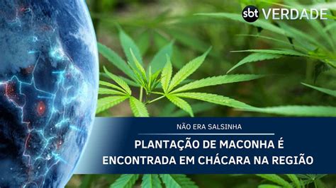 Planta O De Maconha Encontrada Em Ch Cara Na Regi O Youtube