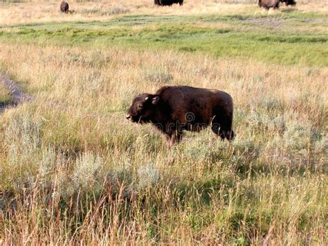 Baby Bison (Buffalo) At Yellowstone Picture. Image: 199931