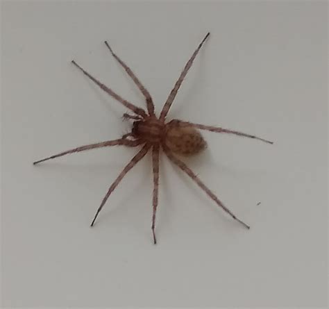 Unidentified spider in Denver, Colorado United States