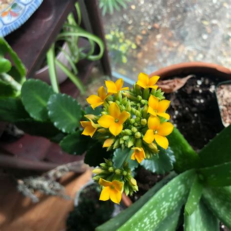 Kalanchoe Blossfeldiana Yellow Kalanchoe Calandiva In Gardentags