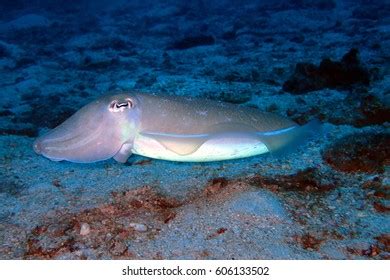 Bright Cuttlefish Swimming Stock Photo Shutterstock