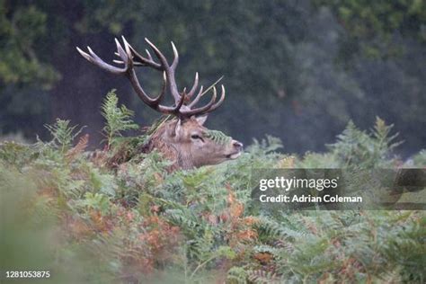 Red Stag Roar Photos and Premium High Res Pictures - Getty Images