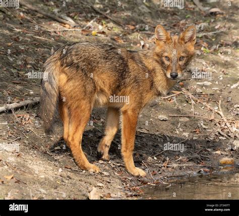 Nature Photography in Bulgaria Stock Photo - Alamy