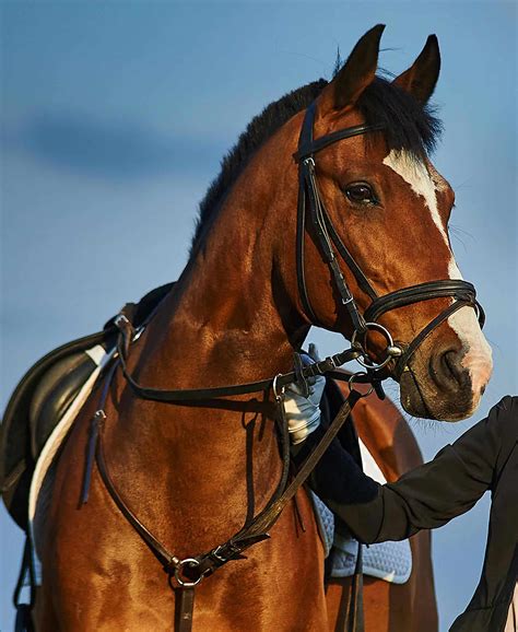 Dark Delight - Northwestern Stables