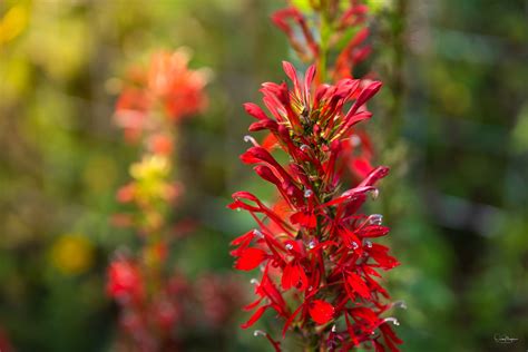 Cardinal flower, Lobelia cardinalis | Hungry Hook Farm