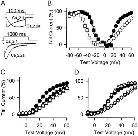 Allosteric Modulation Of Ca2 Channels By G Proteins Voltage Dependent