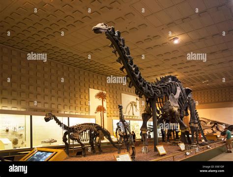 Peabody Museum of Natural History Yale University Stock Photo - Alamy