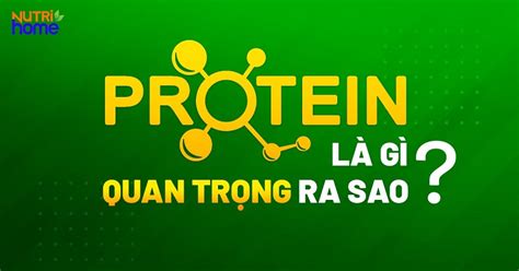 Protein chất đạm là gì Vai trò và chức năng của protein