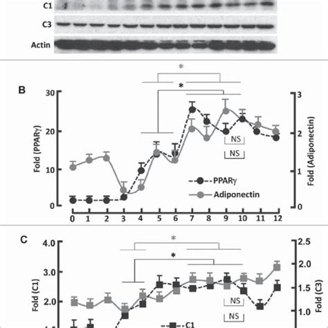 Kinetics Of FoxO1 Regulated Protein Expression During Adipogenesis A