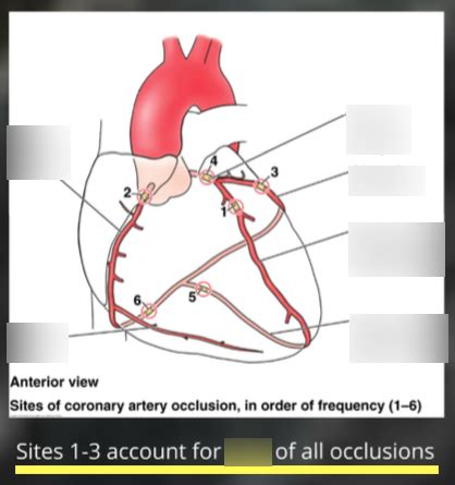 Coronary Arteries Diagram Quizlet