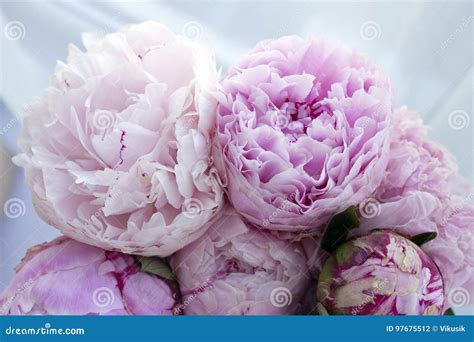 O Grupo Fresco De Peônias Cor de rosa Peônia Do Close Up Floresce