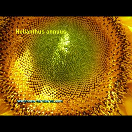 Helianthus Annuus Mongolian Giant Tournesol G Ant Graines