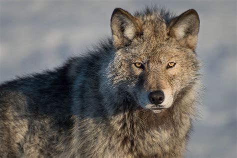 White Wolf 29 Majestic Photos Of Russian Wolves By Ivan Kislov Are