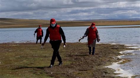 Local volunteers protect wildlife on the Qinghai-Tibet Plateau - CGTN