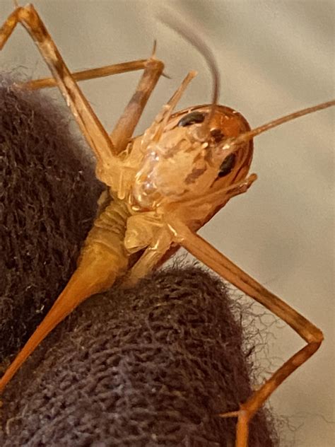 I keep capturing these spooky friends. (Camel / cave crickets) : r/insects