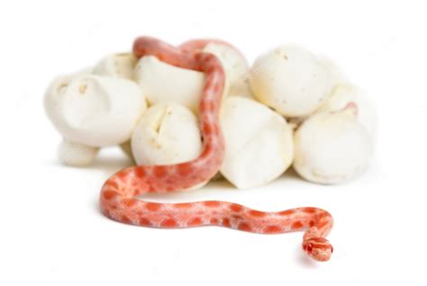 Premium Photo Corn Snake Hatching Pantherophis Guttatus Guttatus