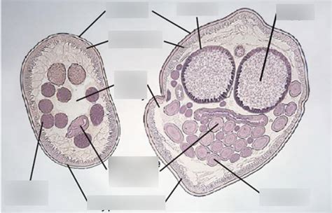 Endoparasites Diagram | Quizlet