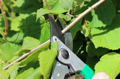 Johannisbeeren Durch Stecklinge Vermehren So Geht S