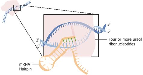 Etapas De La Transcripci N Concise Medical Knowledge