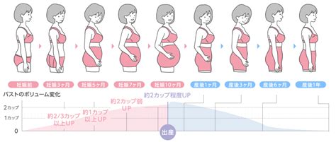 妊娠中から産後まで 初めてのママお役立ちガイド｜ワコール直営の公式下着通販サイト ワコールウェブストア