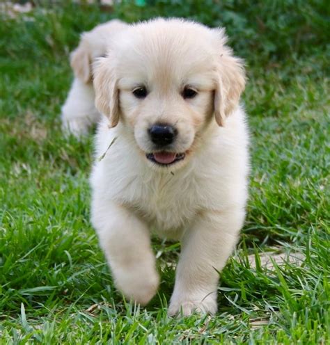 Cuanto Cuesta Un Perro Golden Retriever