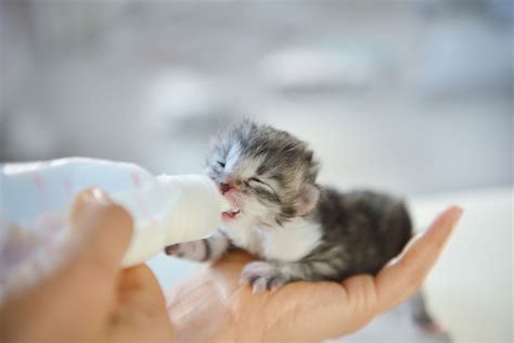 Jenis Susu Yang Tidak Boleh Diberikan Pada Anak Kucing