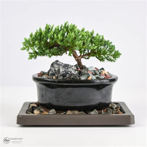 Juniper Bonsai Tree Live 3 4 Years Old Juniper Procumbens Etsy