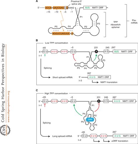 Figure 3 From Riboswitches And Translation Control Semantic Scholar