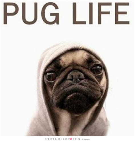 Pug Quotes. QuotesGram