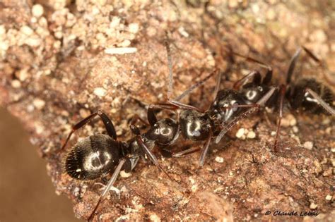 Formica Fusca Linnaeus 1758 Fourmi Toute Brune Présentation