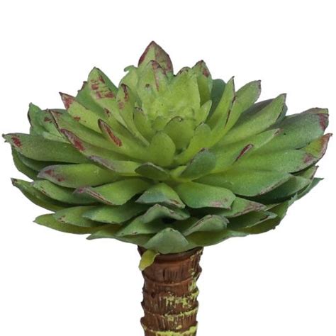 Floristik24 de Sukkulente Echeveria Künstliche Grünpflanze Grün Ø6cm 10 5cm