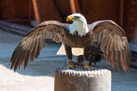 Premium Photo Birds Flying Over Wooden Post