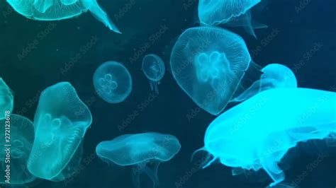 Moon Jellyfish Aurelia Aurita Red Translucent Color And Dark Background