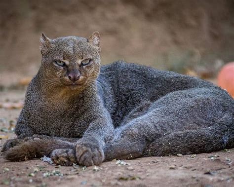 Jaguarundi Gato Mourisco Puma Yagouaroundi R Natureismetal